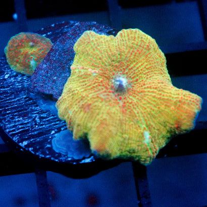 Zesty Days Mushrooms