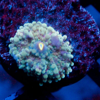 Blueberry Yum Yum Yuma