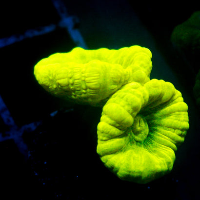 JC Trumpet Coral