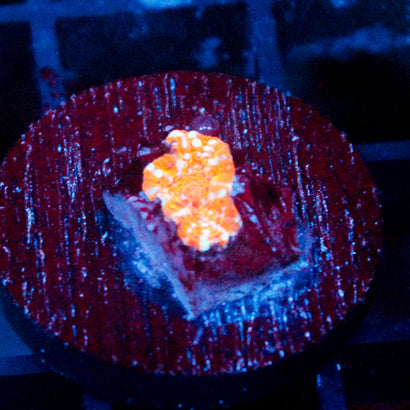 Just Us Girls Chalice