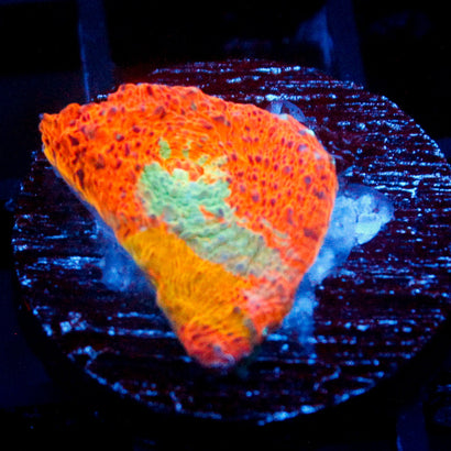 JC Blue Citrus Rainbow Chalice