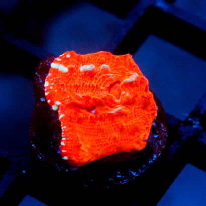 JC Orange Greed Chalice