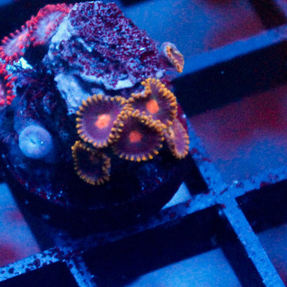 Gold Burn Zoanthid Mini Colony