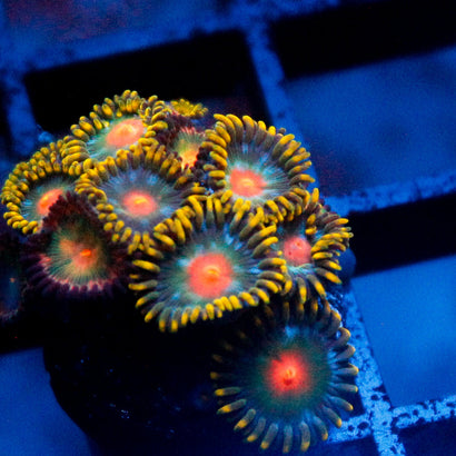 Saturn Zoanthid