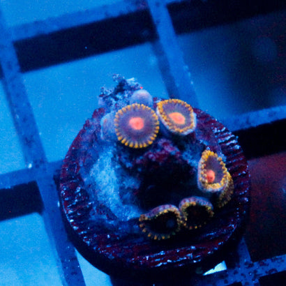 Gold Burn Zoanthid