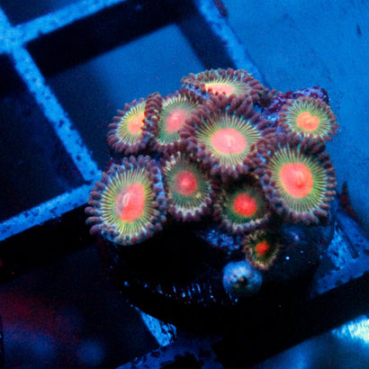 Alien Blood Zoanthid