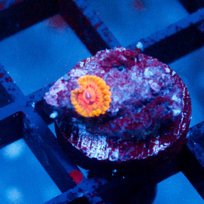 Grand Master Krakatoa Zoanthid