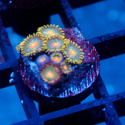 Saturn + asst Zoanthid colony
