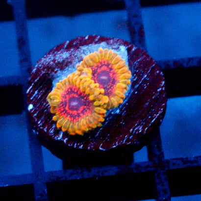 Predator Zoanthid