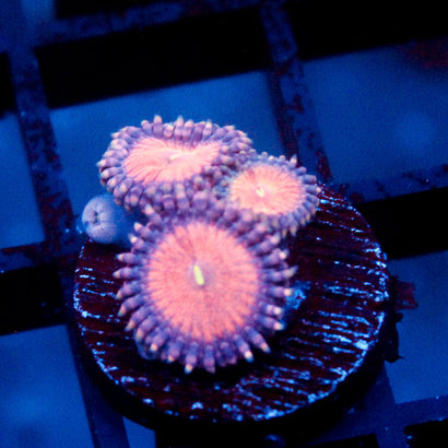 Amber Bliss Zoanthid