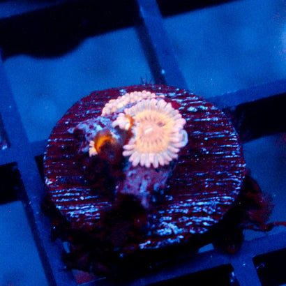 Stratocaster Zoanthid