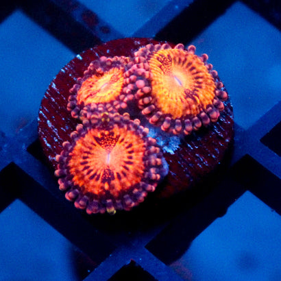 Speckled Kraze Zoanthid