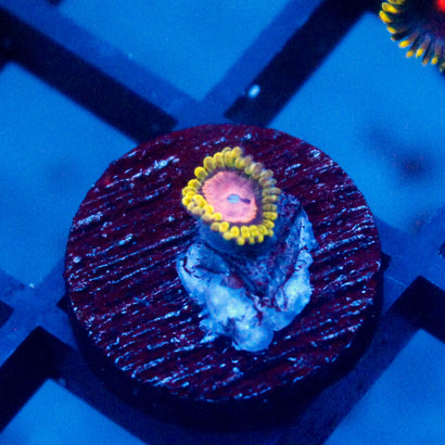 Pink Diamond Zoanthid