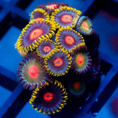 Golburn + Alien Blood colony