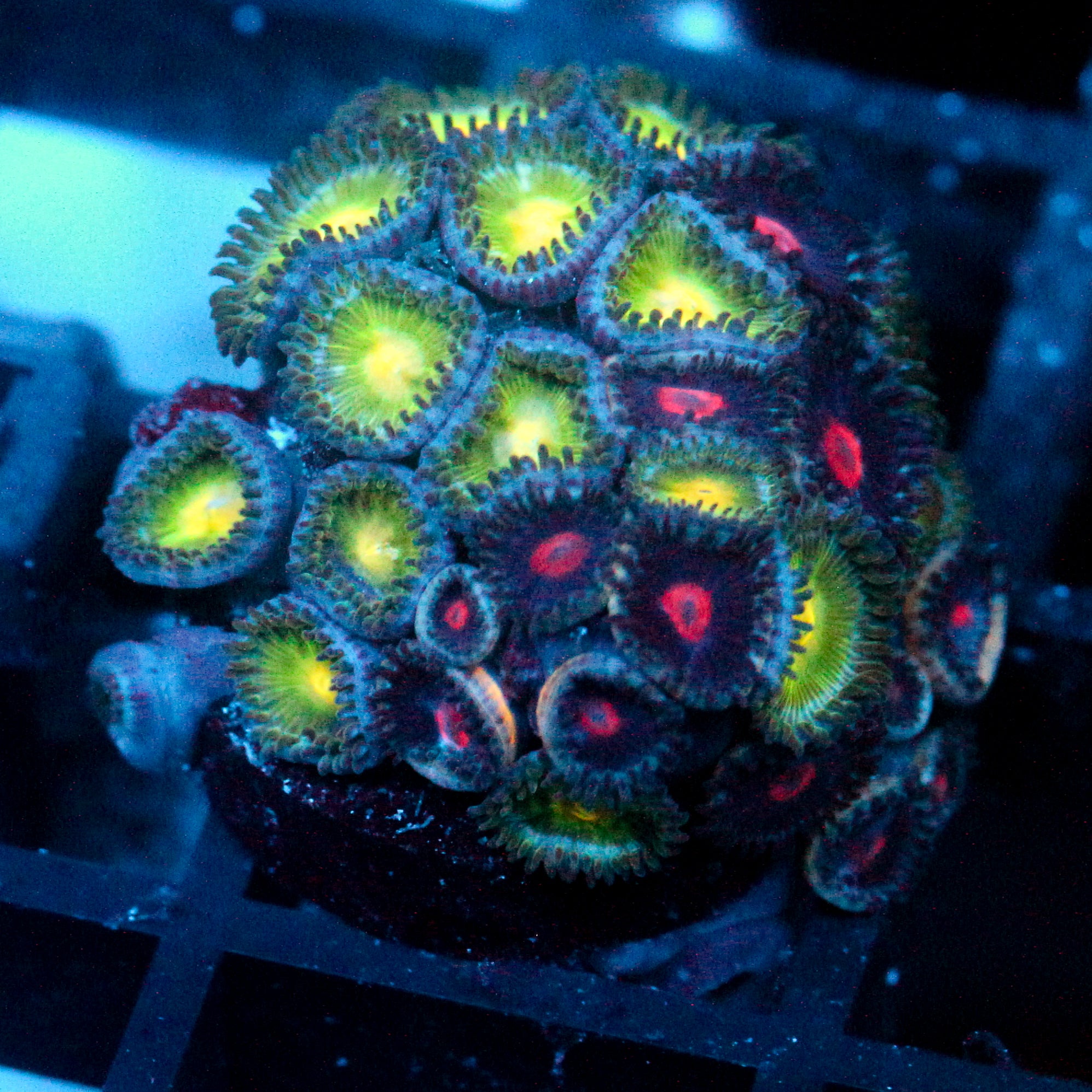 JC Green Crawler Zoanthid Mix