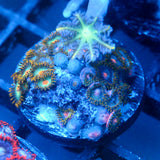 JC Zoa Garden Seed