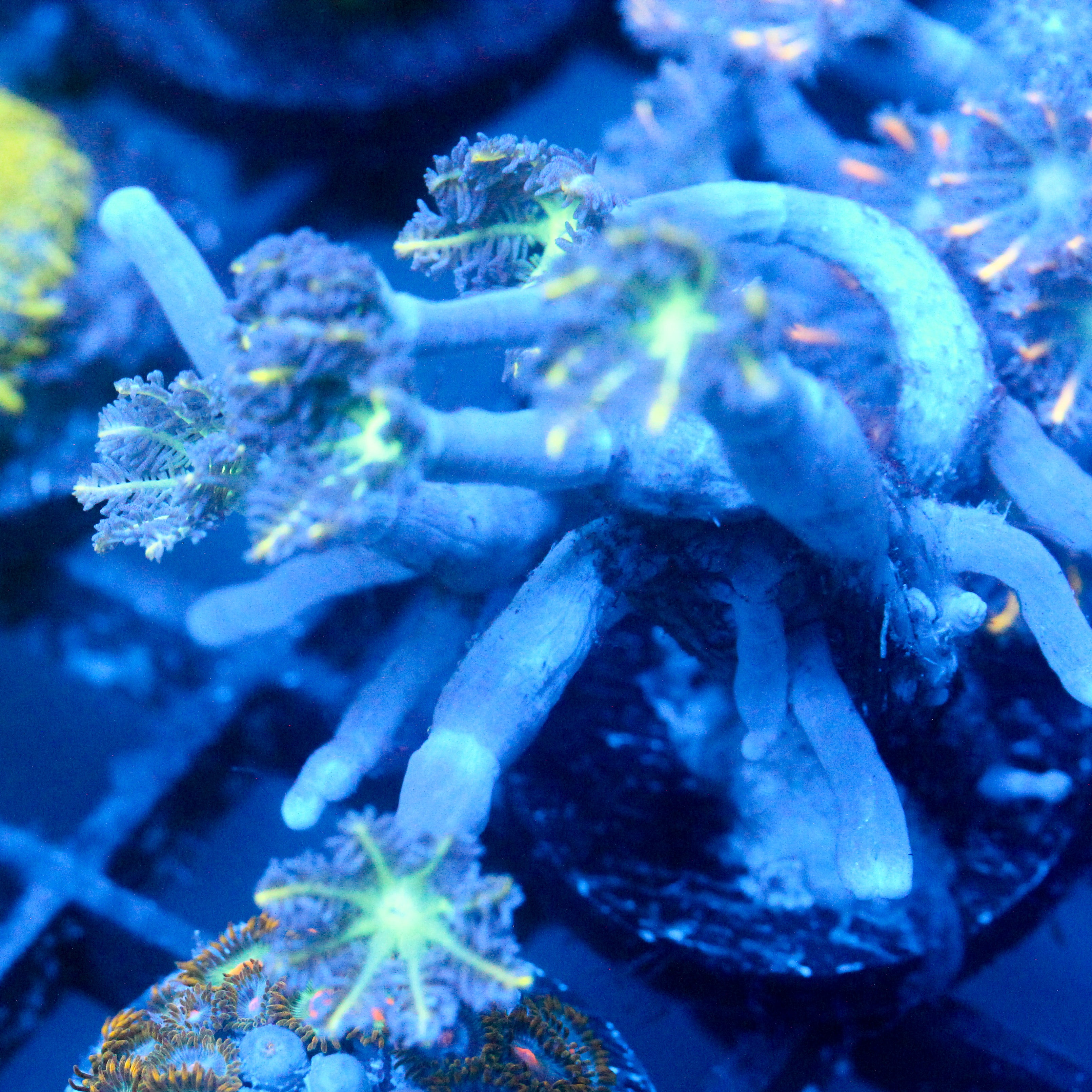JC Orange Tip Clove Polyp