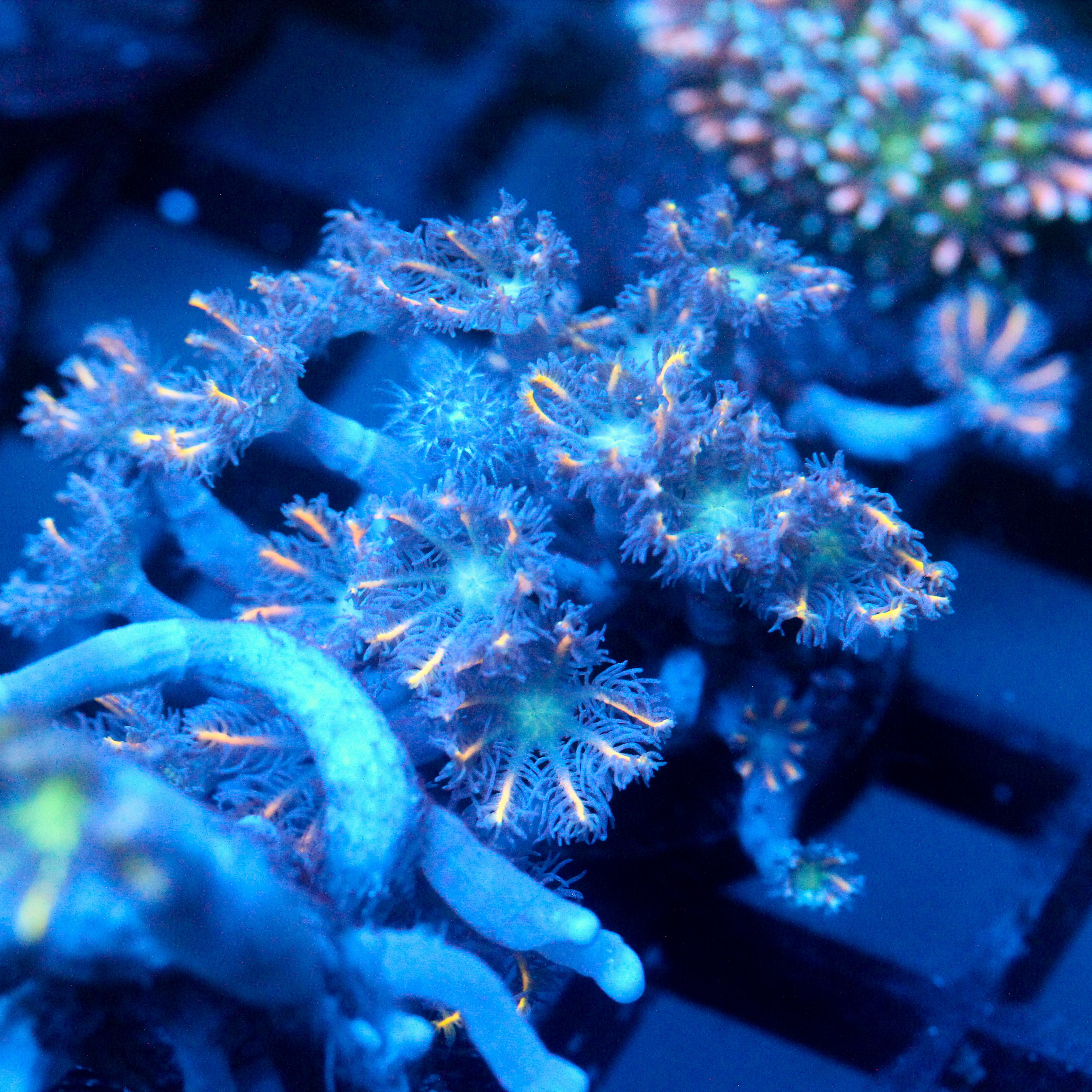 JC Orange Tip Clove Polyp