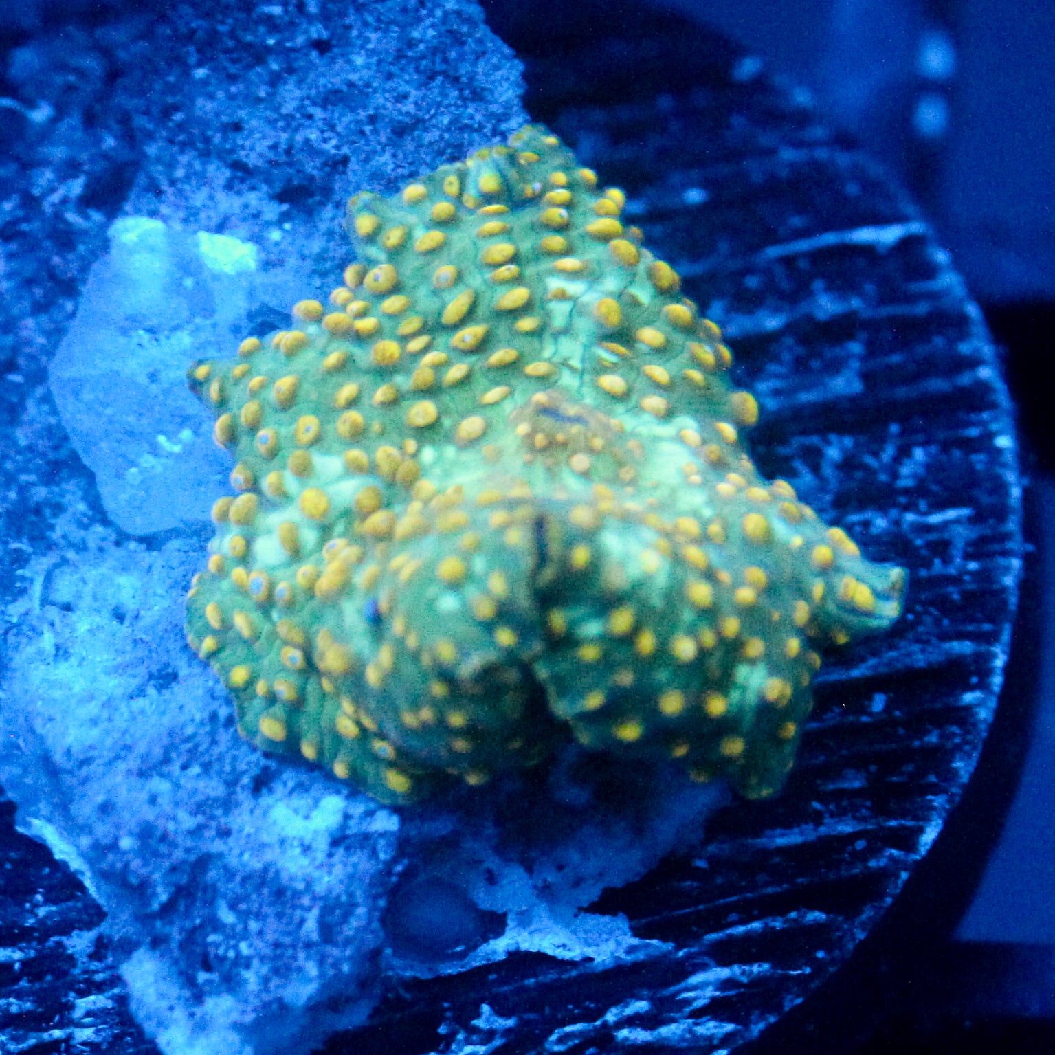 JC Firefly Discosoma
