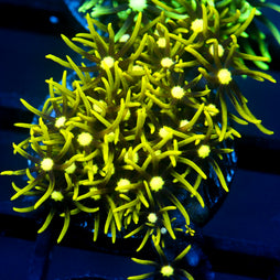 JC Lime Wire GSP