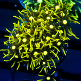 JC Lime Wire GSP