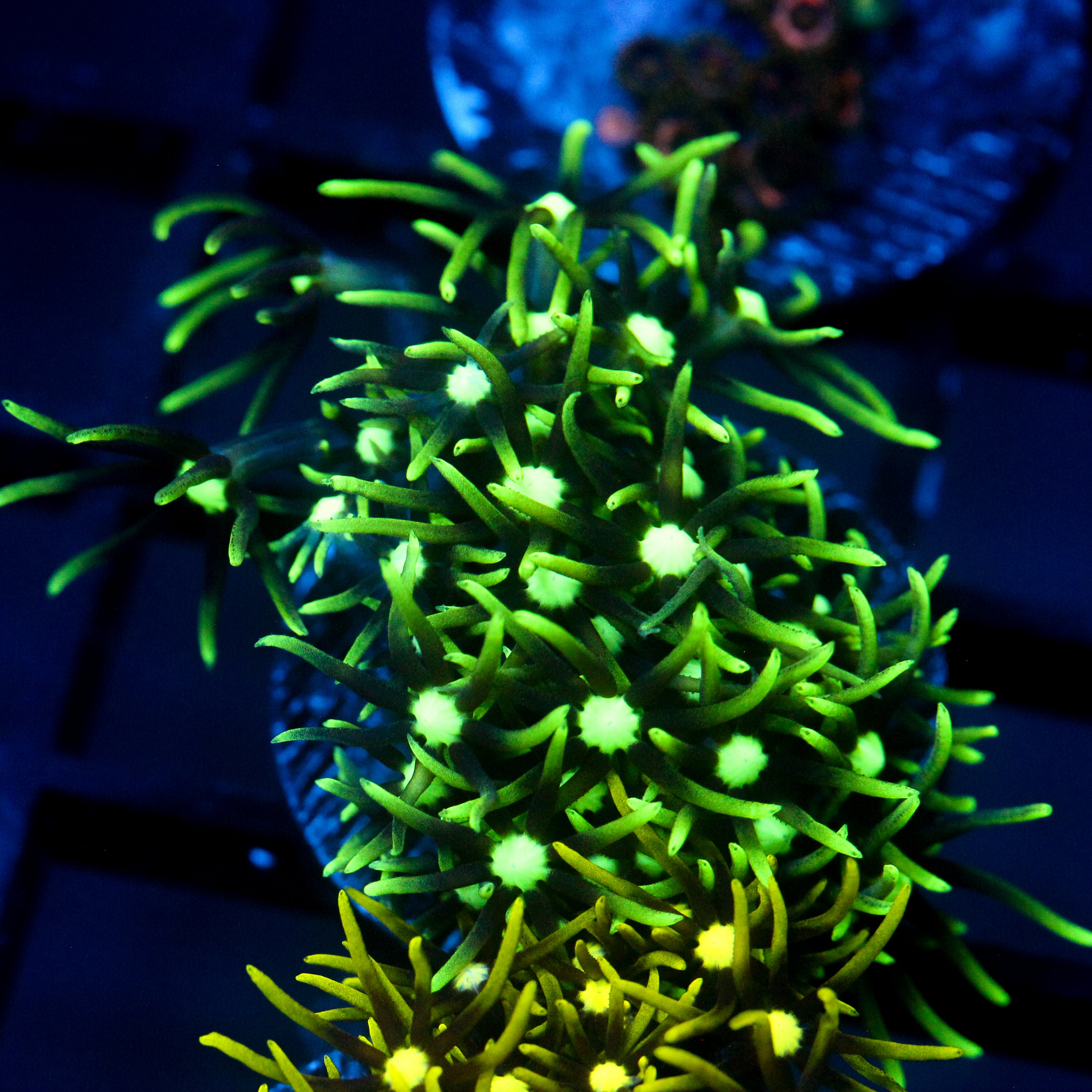 JC Lime Wire GSP