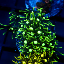 JC Lime Wire GSP