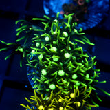 JC Lime Wire GSP