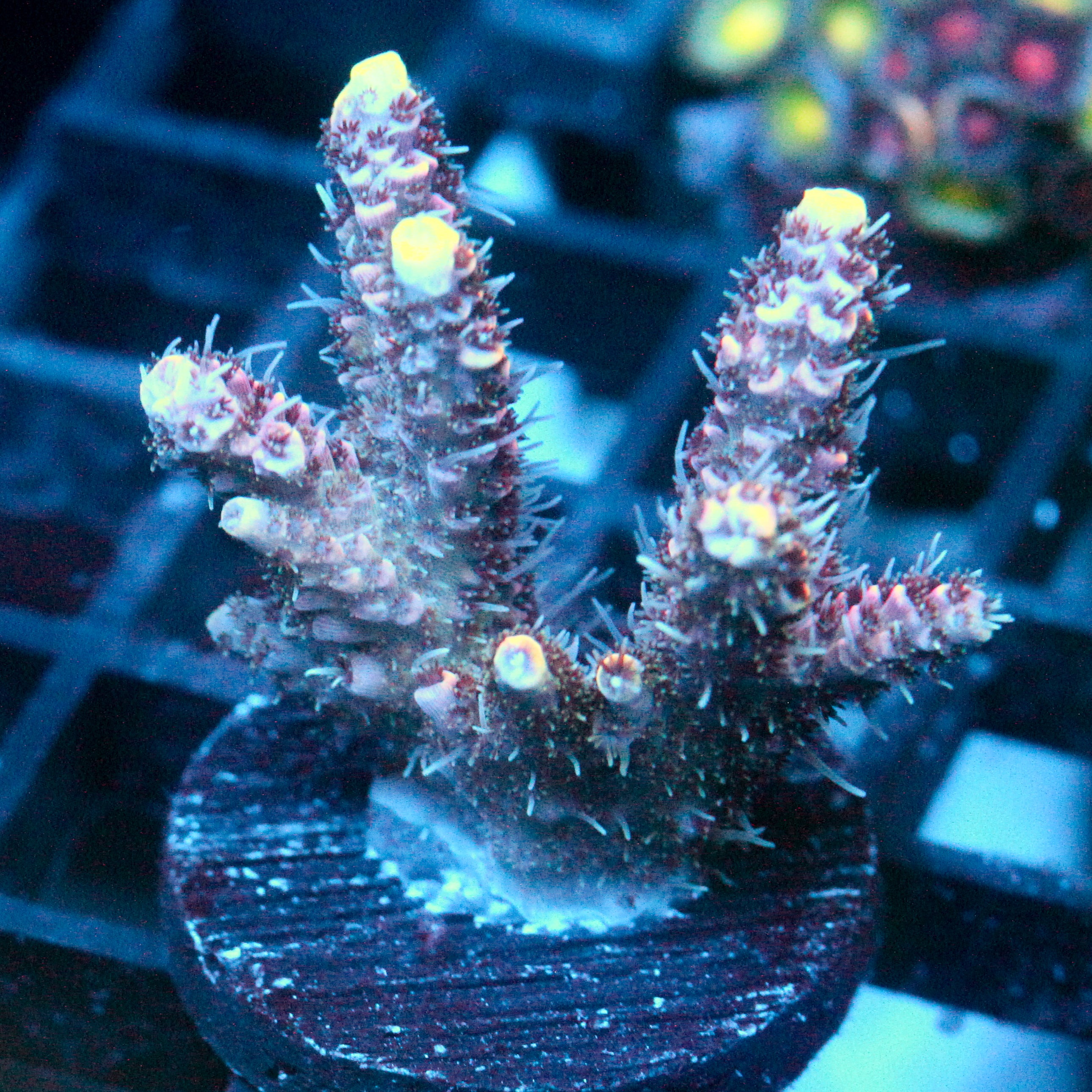 JC Hyacinth Acro