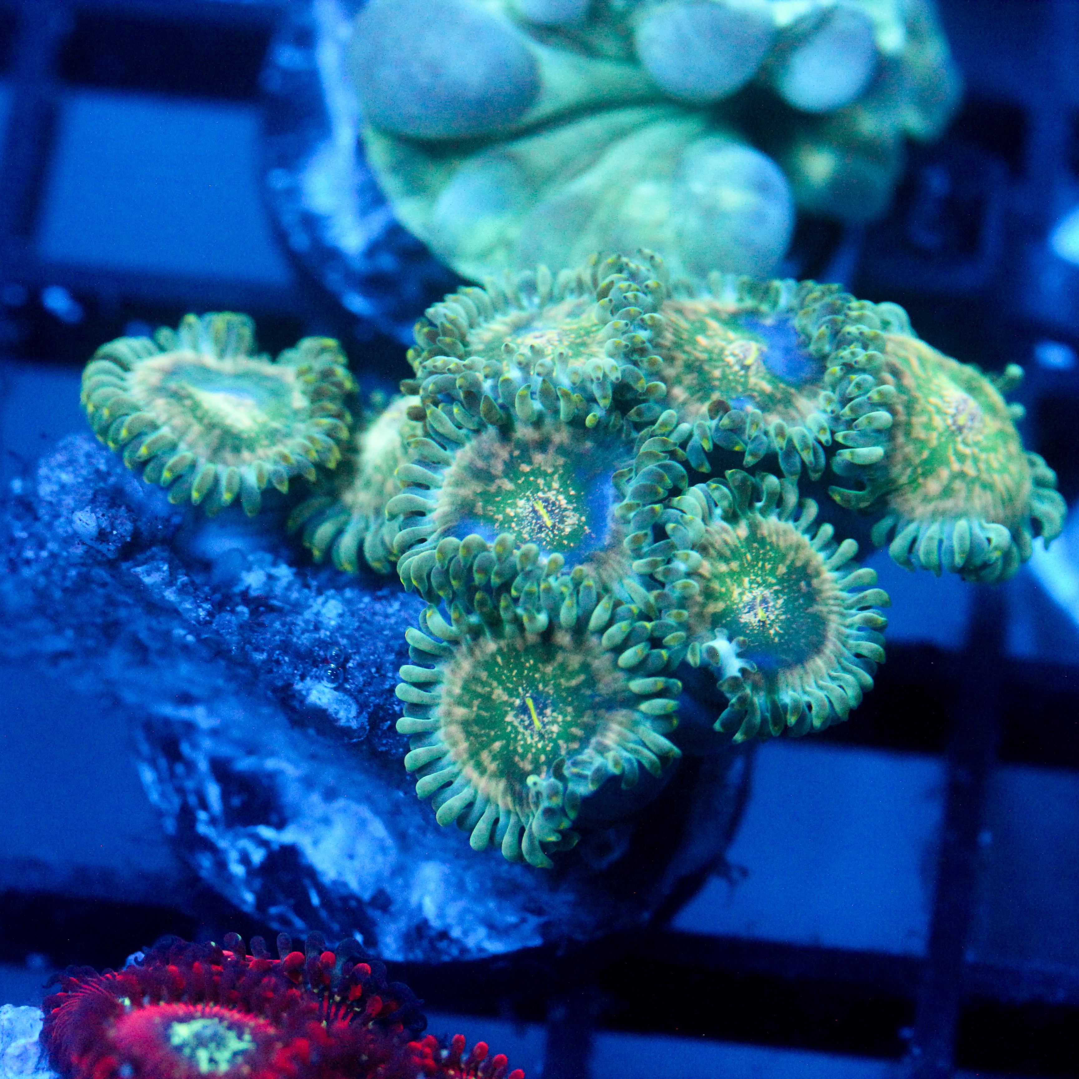 JC Hawaiian Ding Dang Zoanthid