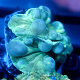 JC Aquacultured Fox Coral