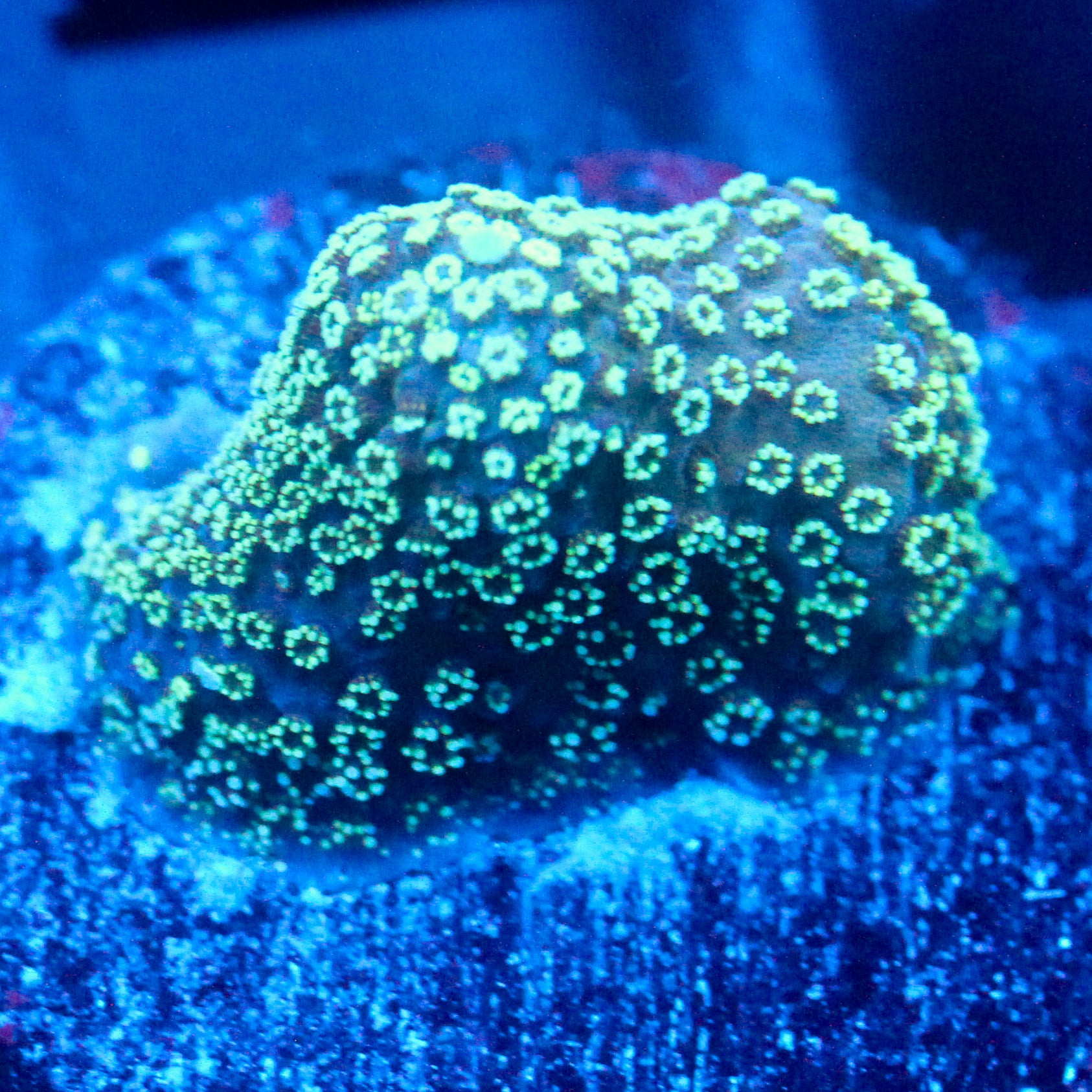 JC Minty Styloporah