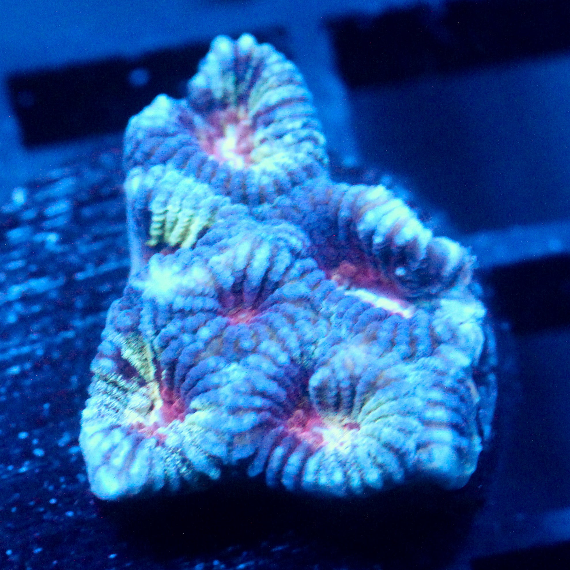 JC War Torn Favia