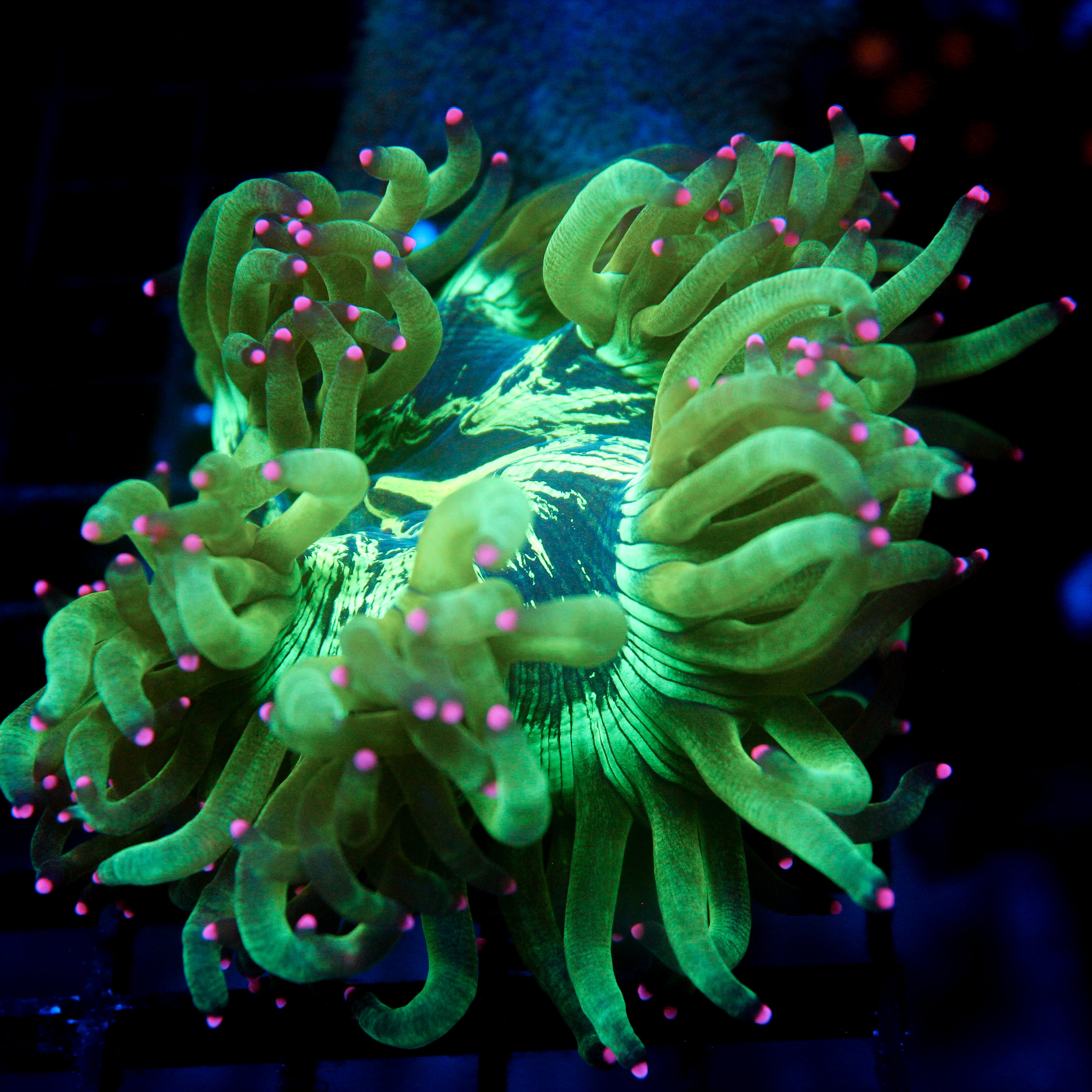 Biota Aquacultured Pink Tip Elegance