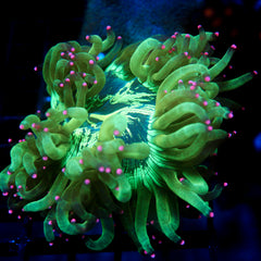 Biota Aquacultured Pink Tip Elegance