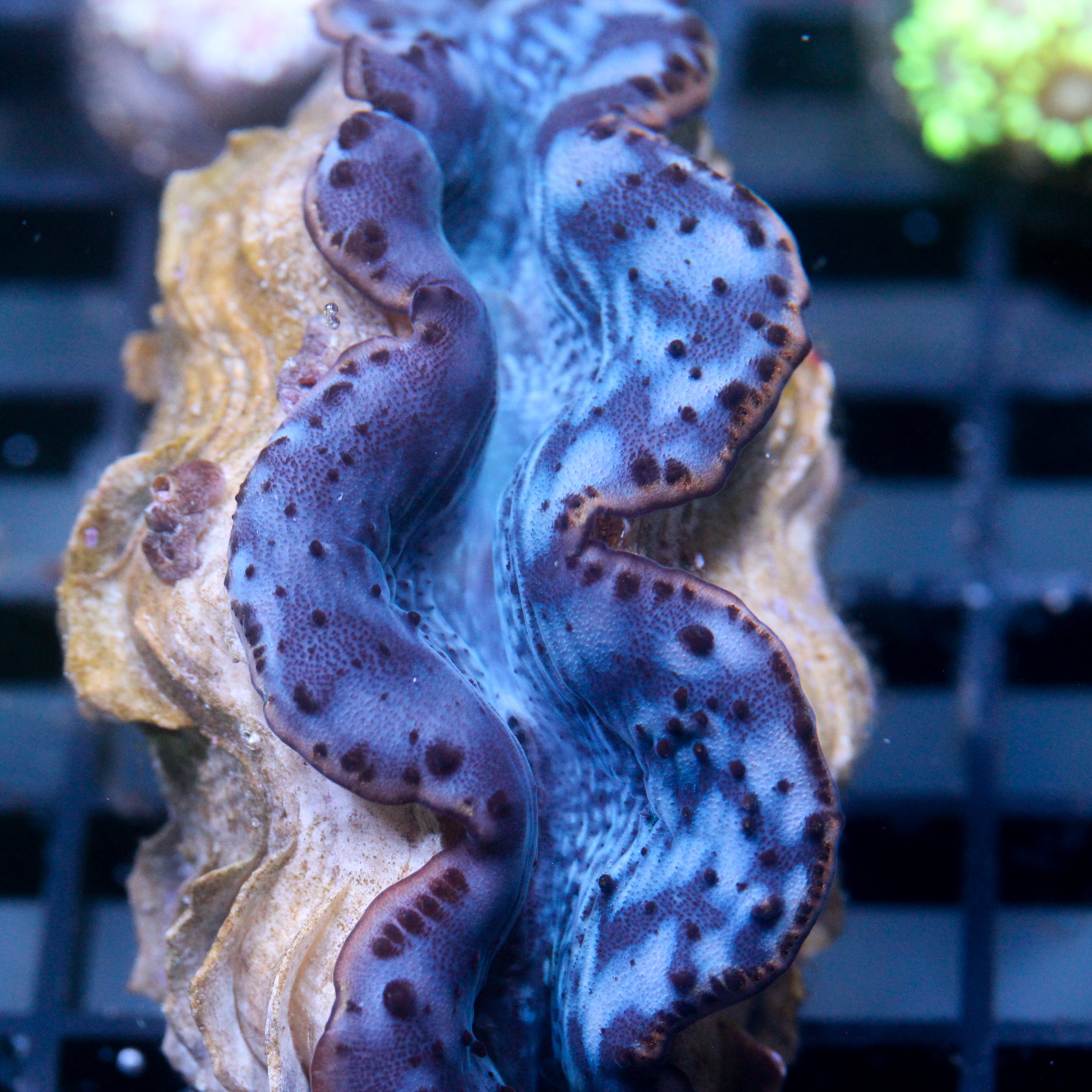 JC Biota Chodan's Choice Maxima