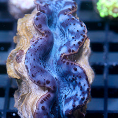 JC Biota Chodan's Choice Maxima