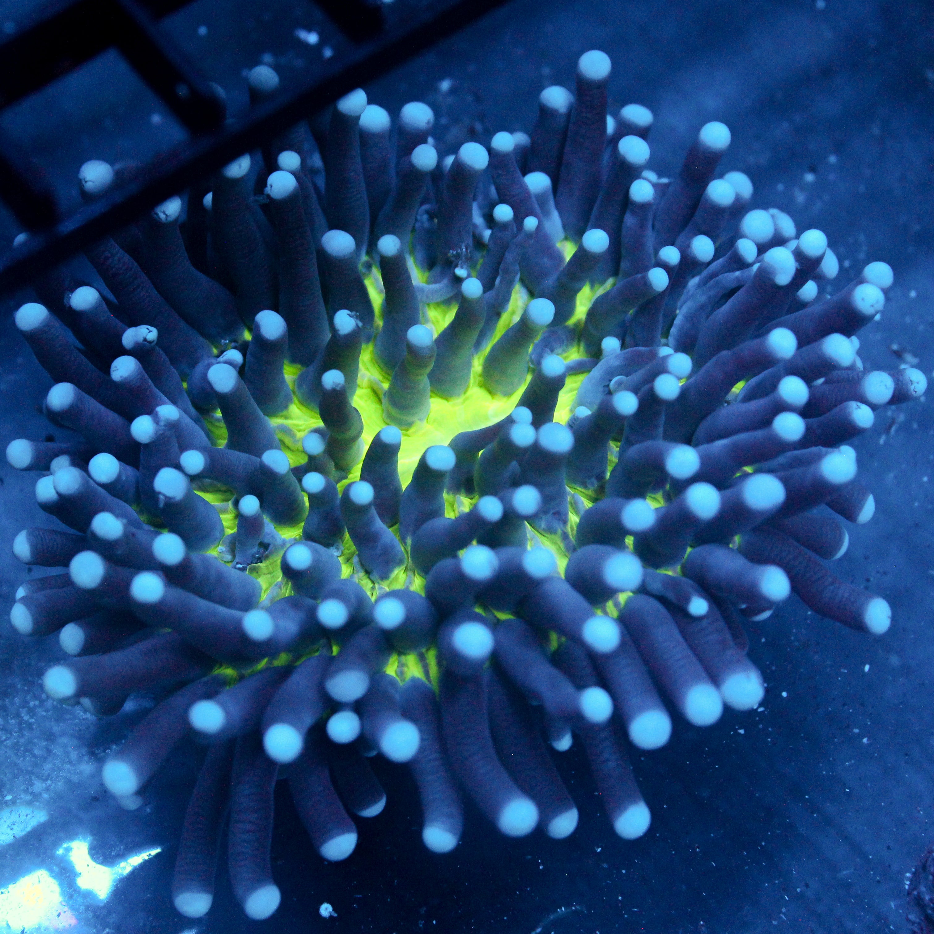 JC Sinestro Heliofungia 3.5"+