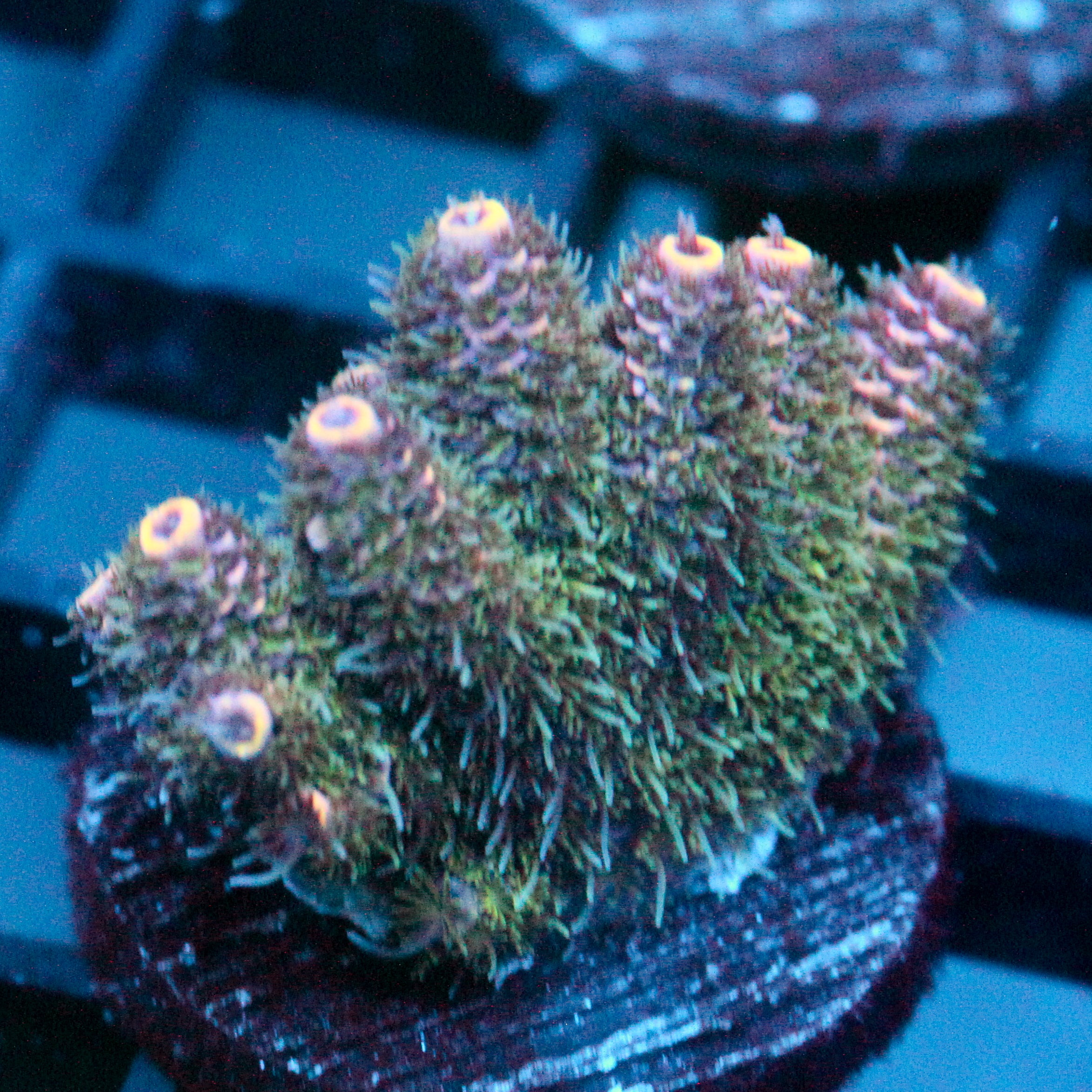 JC Enchantment Acro