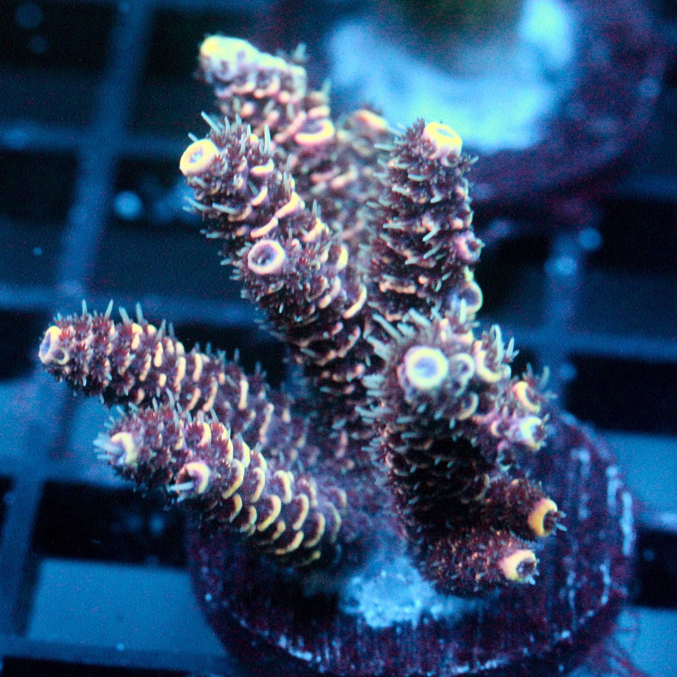 JC Peach Crystals Acro