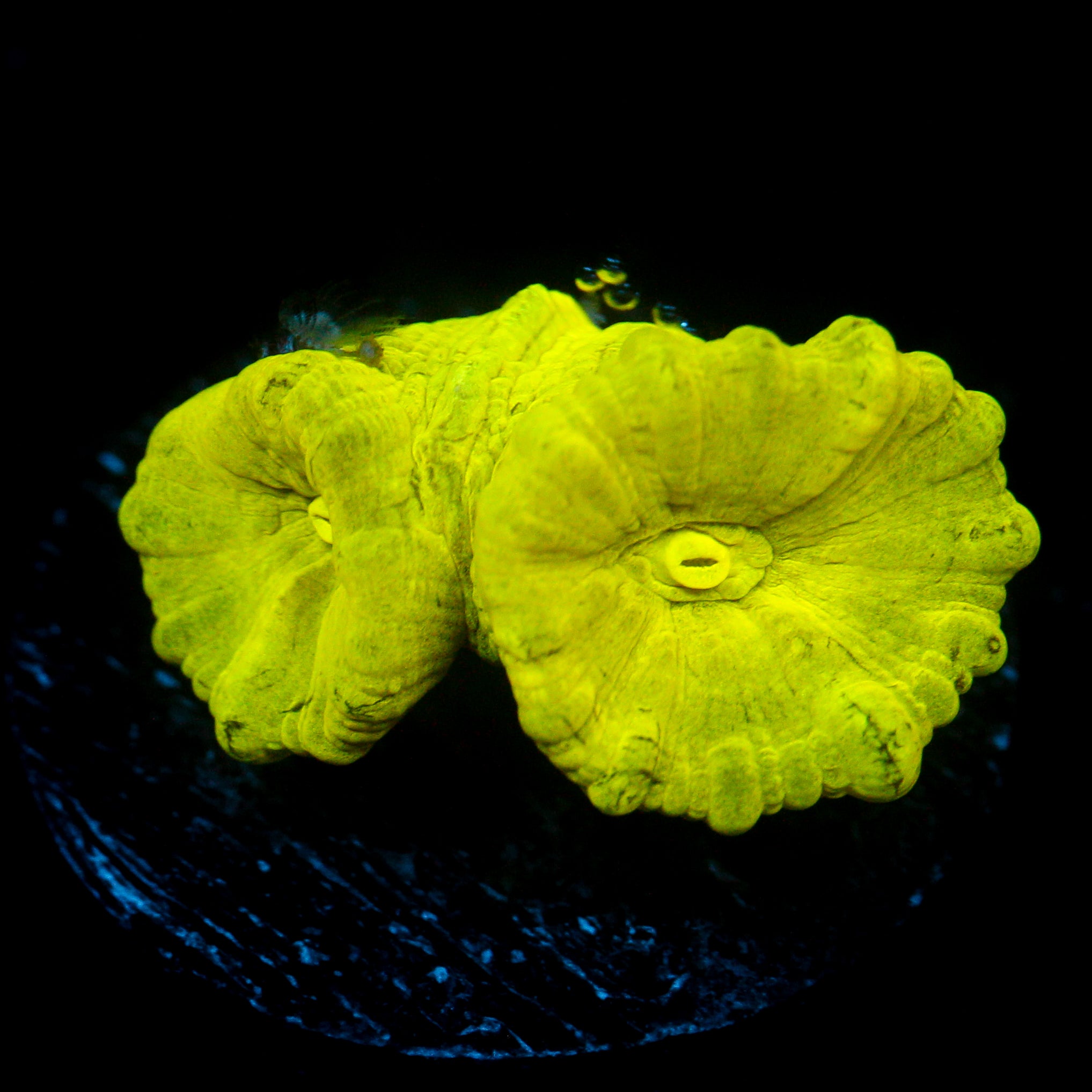 JC Neon Trumpet Coral