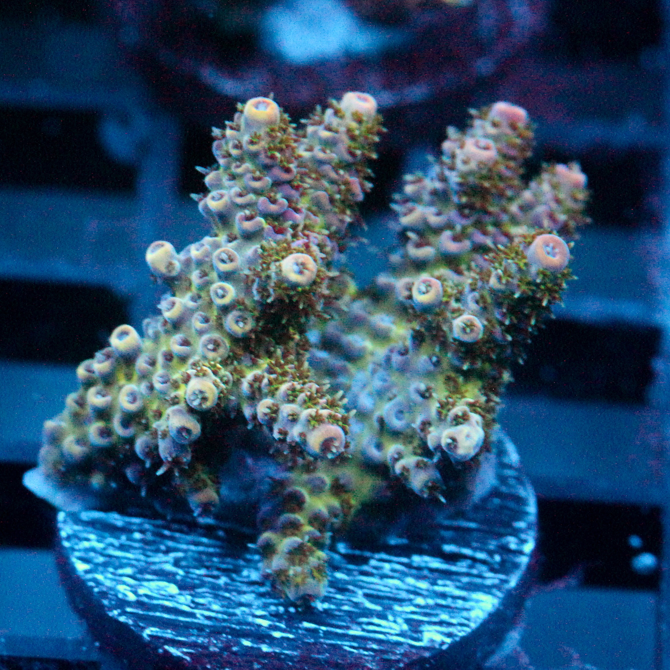 JC Gem Show Acro