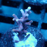 JC Purple Princess Acro