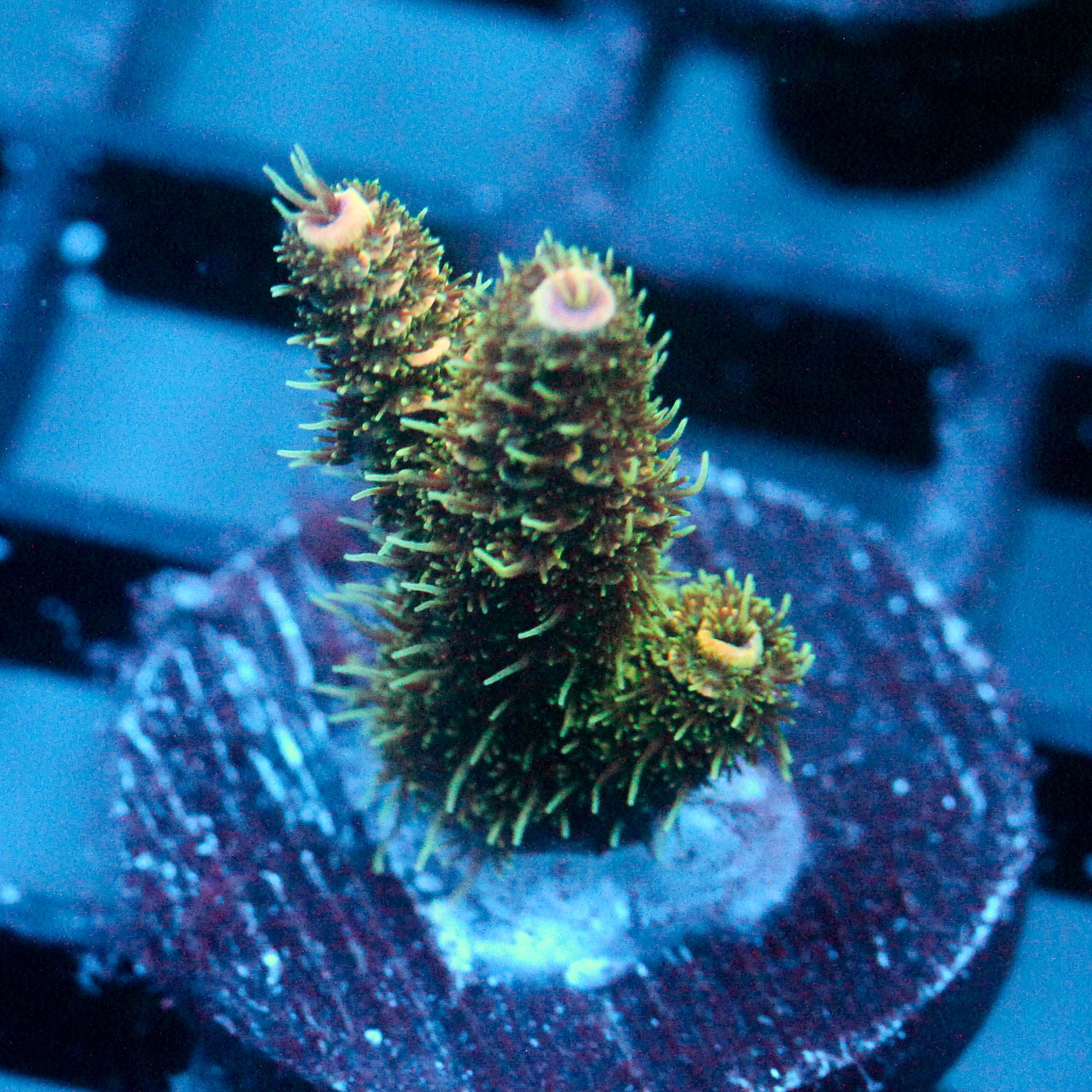 JC Green Tundra Acro