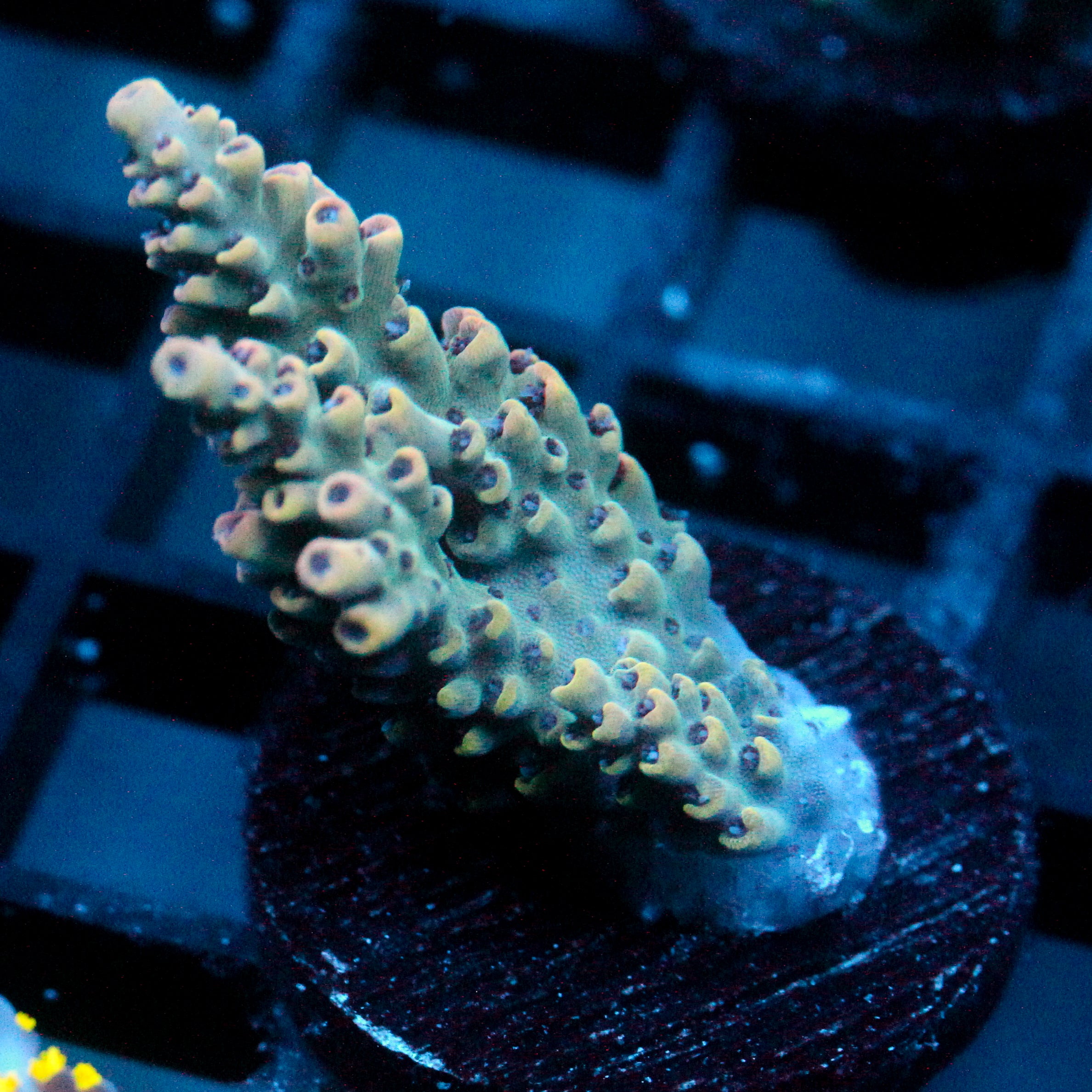 JC Frankensteins Monster Acro