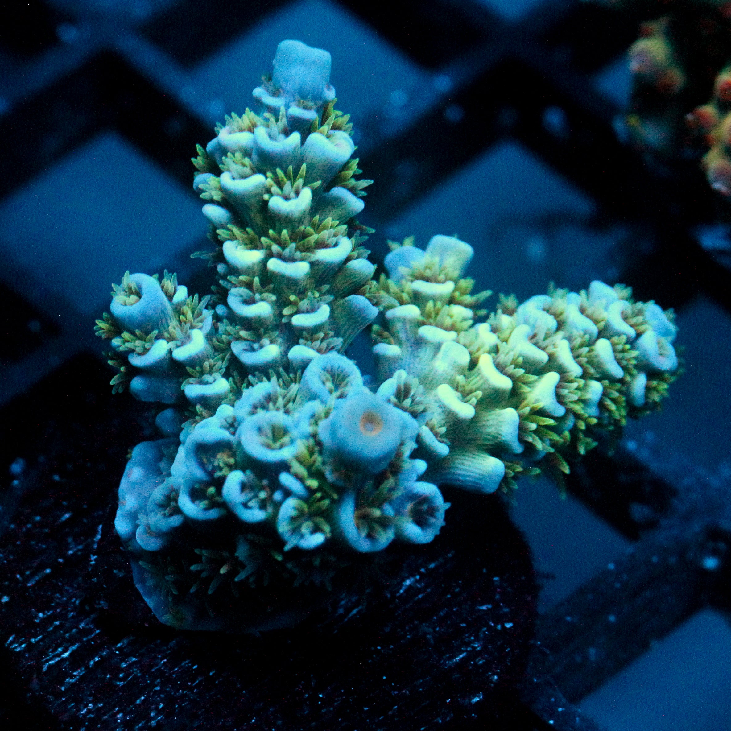 JC Green Demon Acro