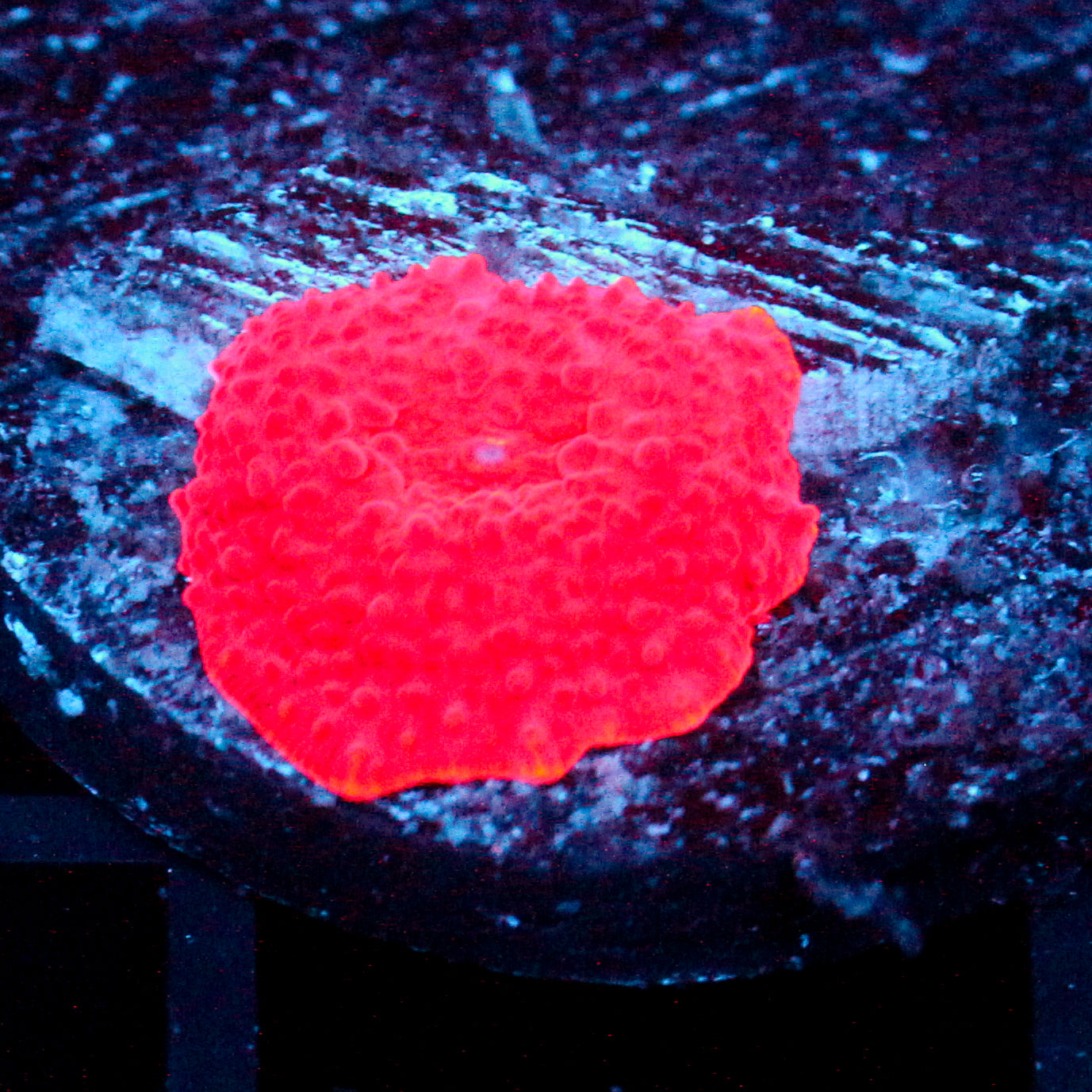 JC Highlighter Discosoma