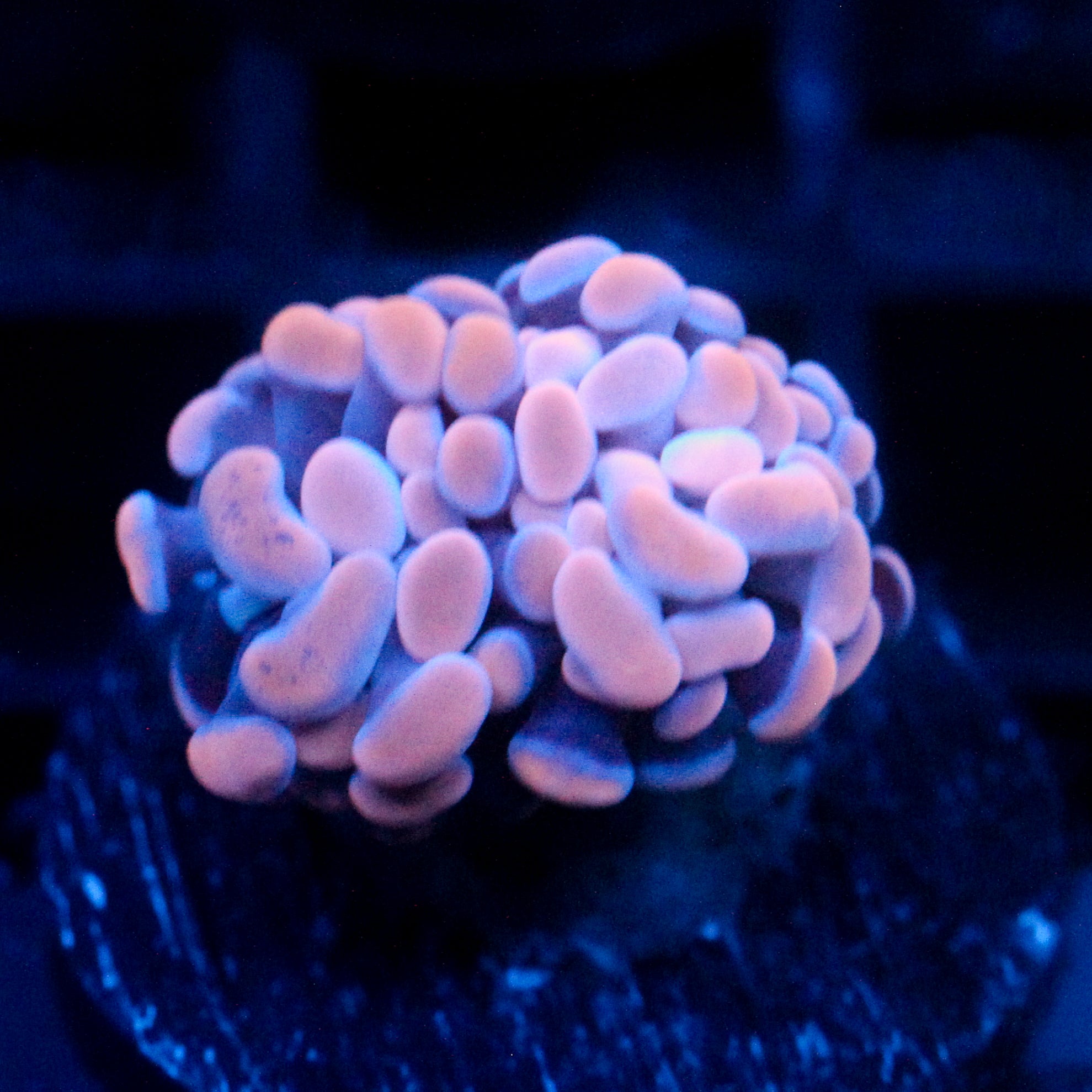 JC Orange Splatter Hammer