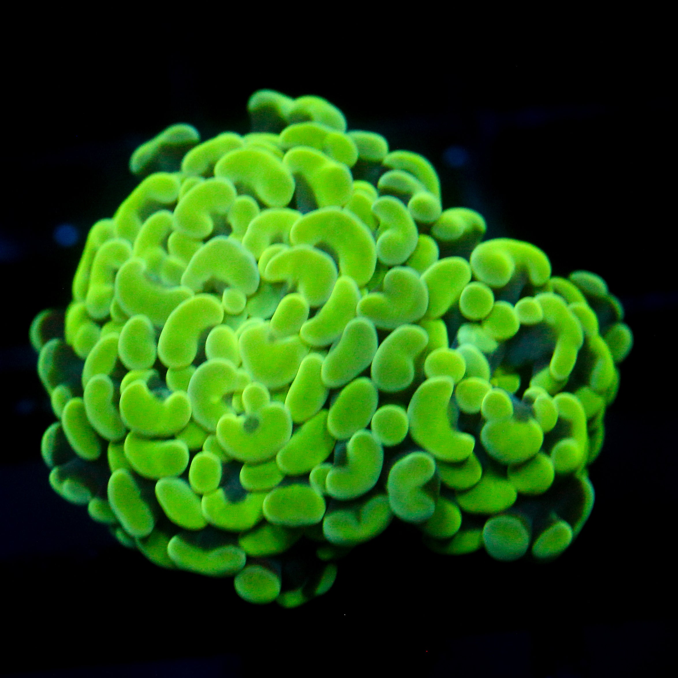 JC Neon Splatter Hammer