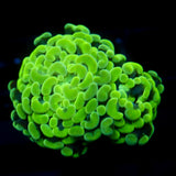 JC Neon Splatter Hammer